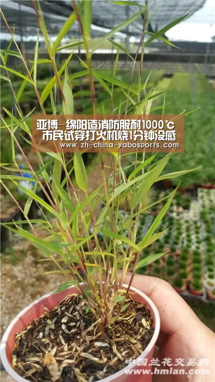 亚博体育